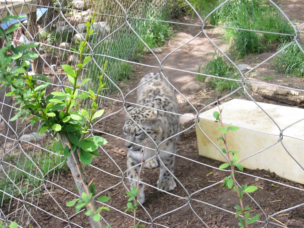 Dart Frog Dash 08 0706.jpg - The Toledo Ohio Zoo held the 2008 Dart Frog Dash 5K race on May 17, 2008. The weather was great, the race went fine, and the animals were fun to see! The highlight was the nursing Polar Bear Cubs - two 330 pound "babies" tugging on mama.